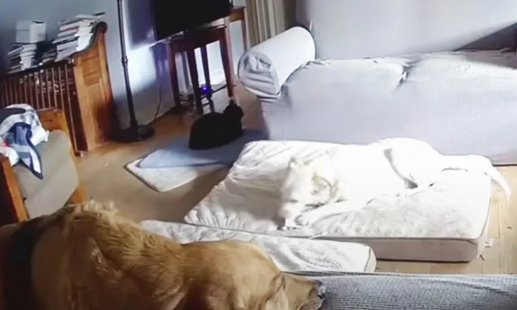 VIDEO. Mordida a una batería provoca un fuerte incendio