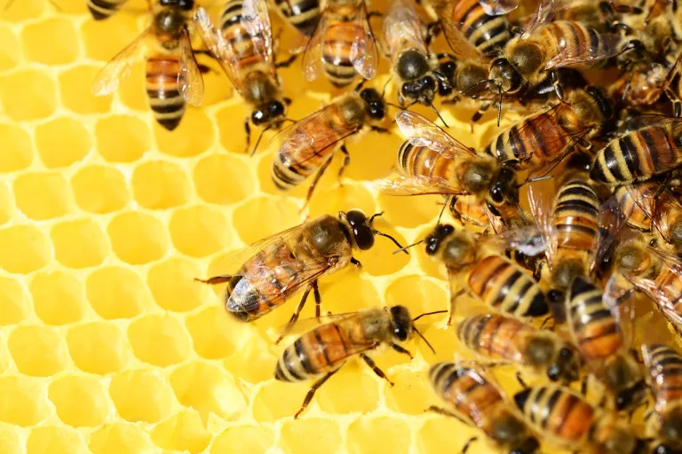 Dia Internacional de la Abeja