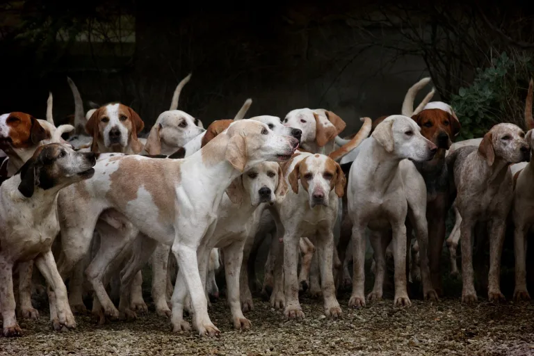 La Raza de Perro mas Inteligente Según la Ciencia