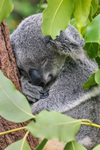 10 Datos asombrosos del reino animal que te sorprenderán