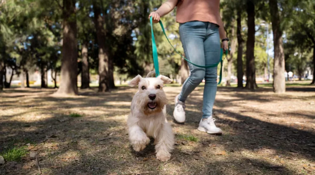 Para lograrlo, es fundamental aplicar métodos de control que fomenten la obediencia y el bienestar del animal. Foto: Freepik