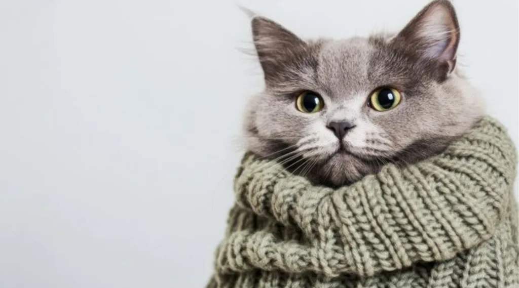 Así puedes mantener calentito a tu michi o tu can en esta temporada fría. Foto: Freepik