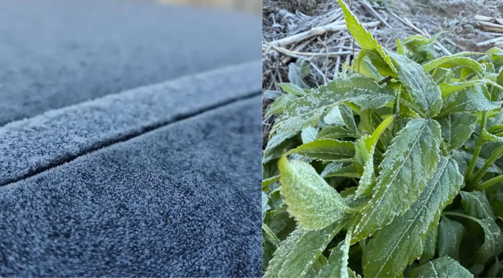 Xela amanece congelada: heladas extremas sorprenden al occidente ¡Amanece con escarcha! Impresionante presencia de heladas en Xela y otros municipios. Fotos: redes sociales