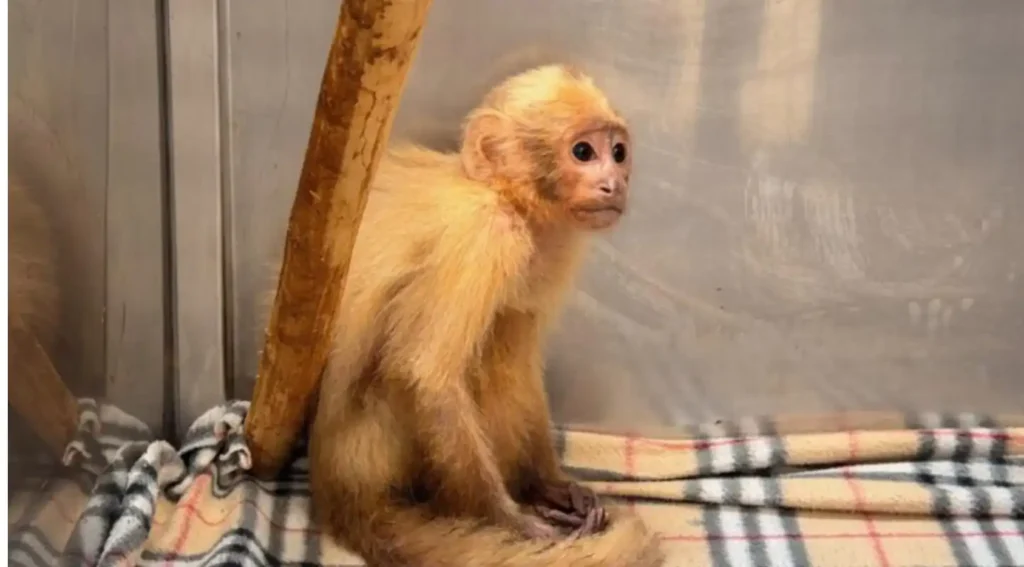 Maltrato animal en Colombia: rescatan a dos monos cariblancos Rescate en Colombia: dos monos cariblancos víctimas de crueldad extrema. . (Foto: Área Metropolitana del Valle de Aburrá).